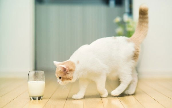 Picture 1 of List of drinks 'energy boost' for you or stay up late