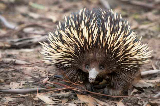 Picture 3 of List of the most exotic animals 'little boy'