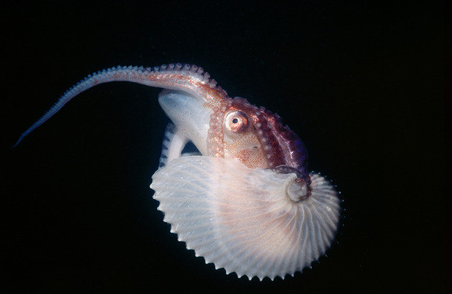 Picture 4 of List of the most exotic animals 'little boy'