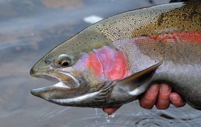 Picture 10 of Listed 10 fish species that have a talent for terrestrial hunting in the natural world