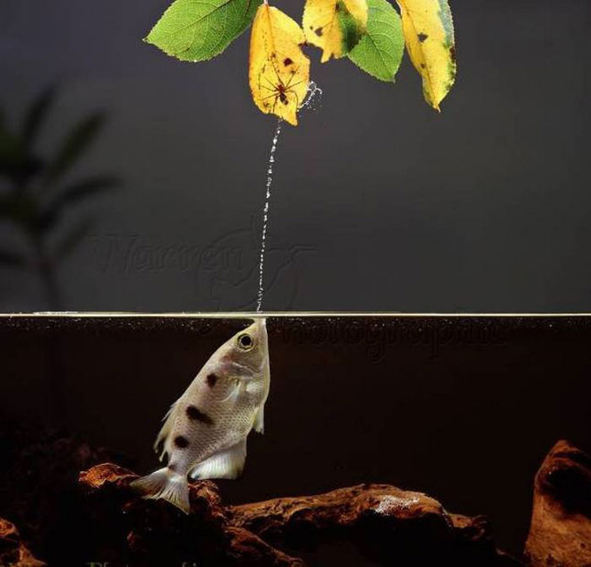 Picture 2 of Listed 10 fish species that have a talent for terrestrial hunting in the natural world