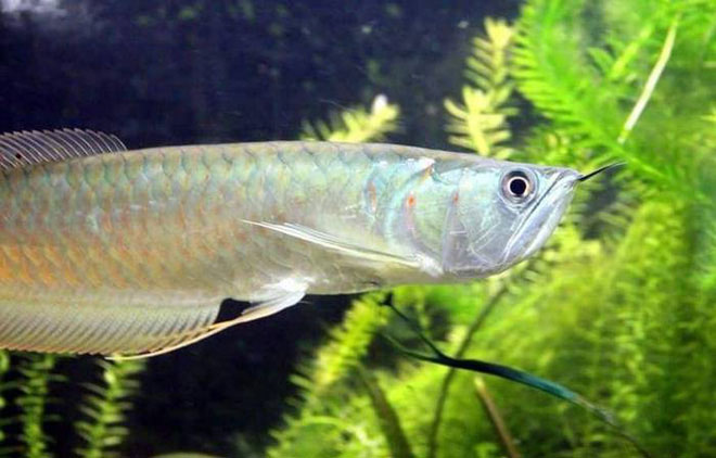 Picture 4 of Listed 10 fish species that have a talent for terrestrial hunting in the natural world