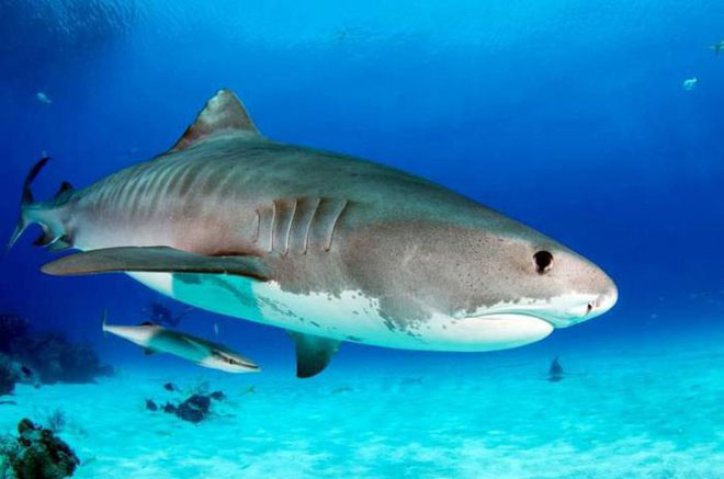 Picture 5 of Listed 10 fish species that have a talent for terrestrial hunting in the natural world