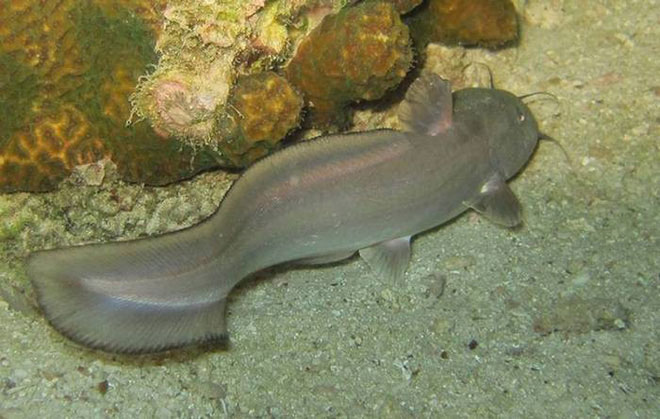 Picture 6 of Listed 10 fish species that have a talent for terrestrial hunting in the natural world