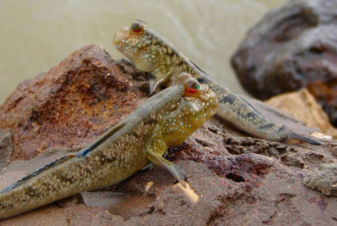Picture 7 of Listed 10 fish species that have a talent for terrestrial hunting in the natural world