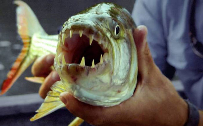 Picture 8 of Listed 10 fish species that have a talent for terrestrial hunting in the natural world