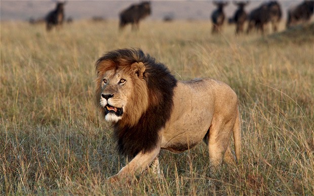 Picture 10 of Listed 12 most powerful birch animals in the natural world