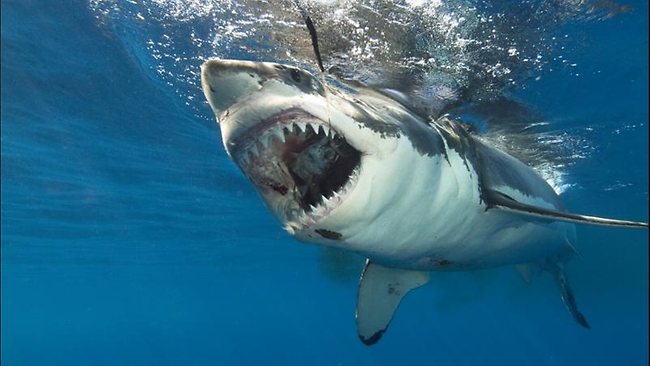 Picture 11 of Listed 12 most powerful birch animals in the natural world