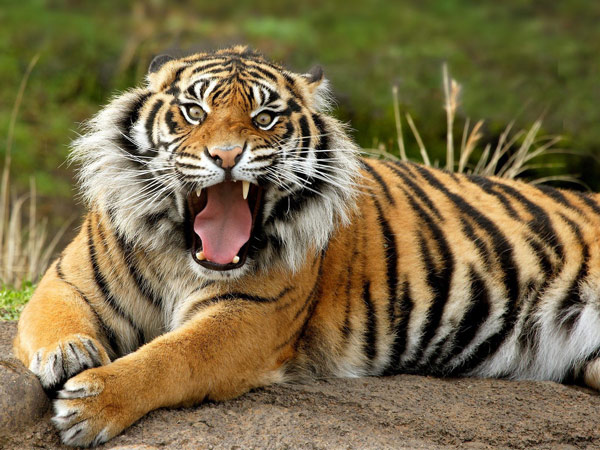 Picture 7 of Listed 12 most powerful birch animals in the natural world