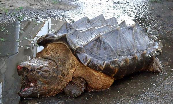 Picture 8 of Listed 12 most powerful birch animals in the natural world