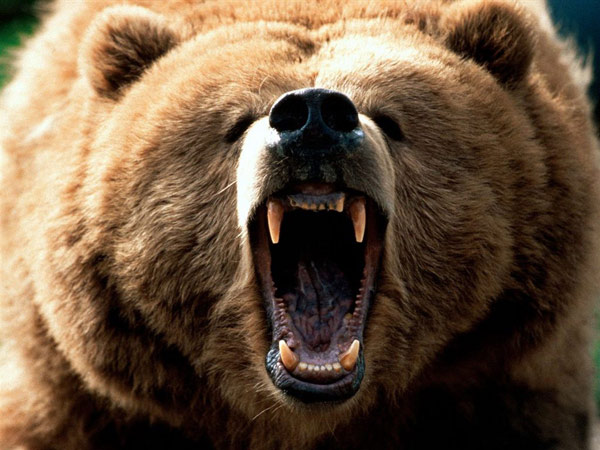 Picture 9 of Listed 12 most powerful birch animals in the natural world