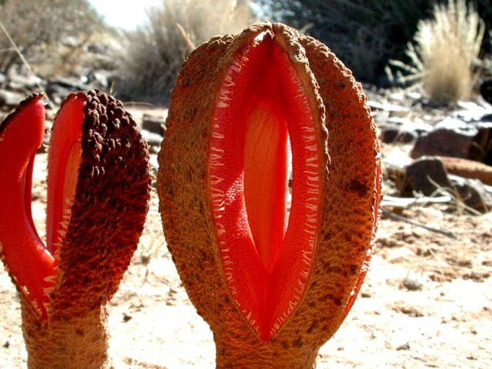Picture 5 of Listed 7 species of 'most smelly' flowers in the world