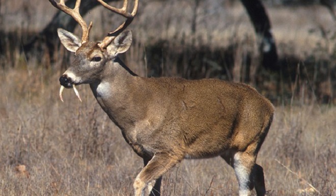 Picture 1 of Listed animals that are shaped like mythical characters
