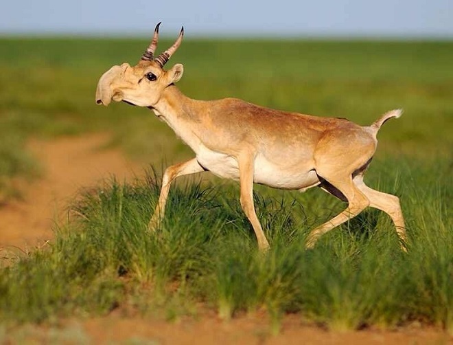 Picture 2 of Listed animals that are shaped like mythical characters