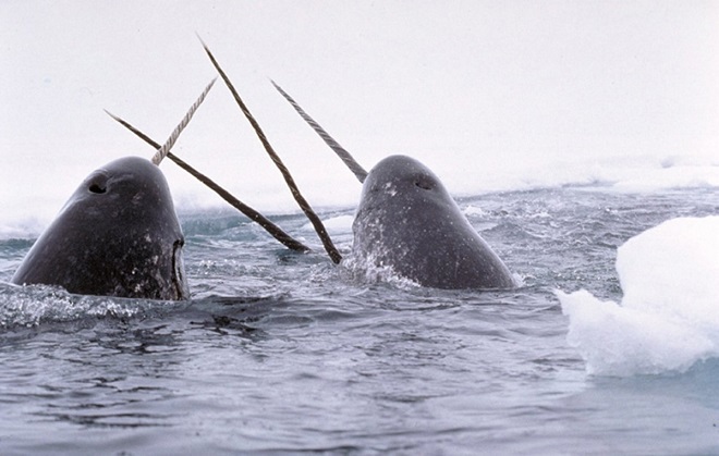 Picture 3 of Listed animals that are shaped like mythical characters