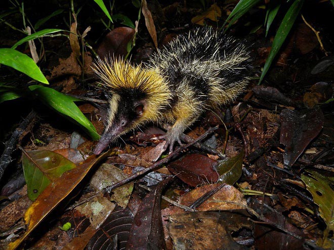 Picture 4 of Listed animals that are shaped like mythical characters
