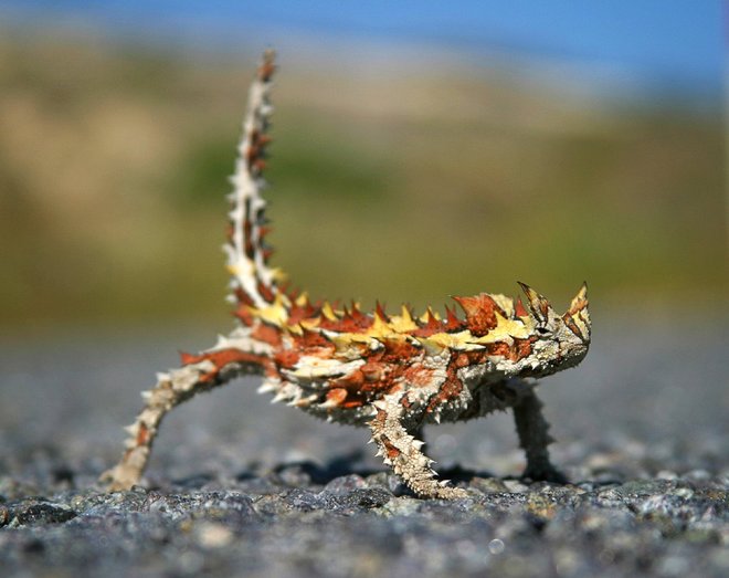 Picture 6 of Listed animals that are shaped like mythical characters