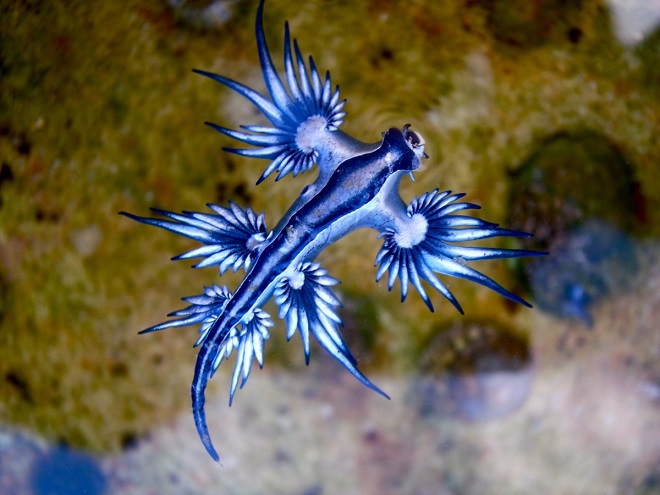 Picture 7 of Listed animals that are shaped like mythical characters