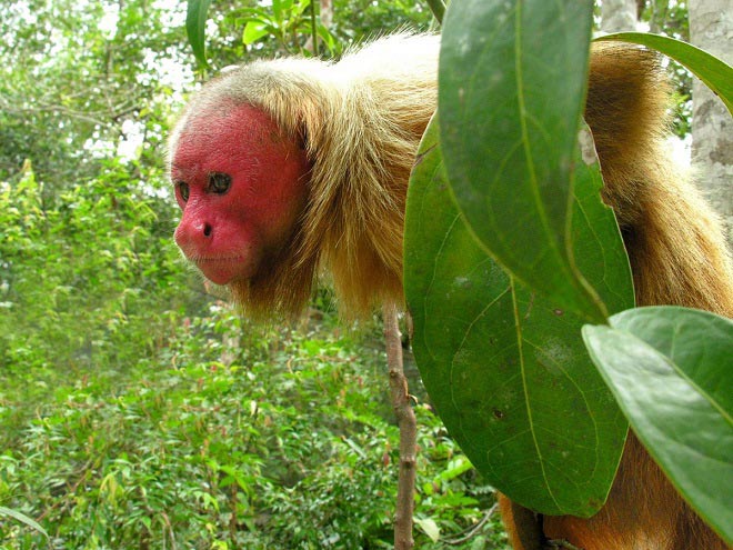 Picture 8 of Listed animals that are shaped like mythical characters