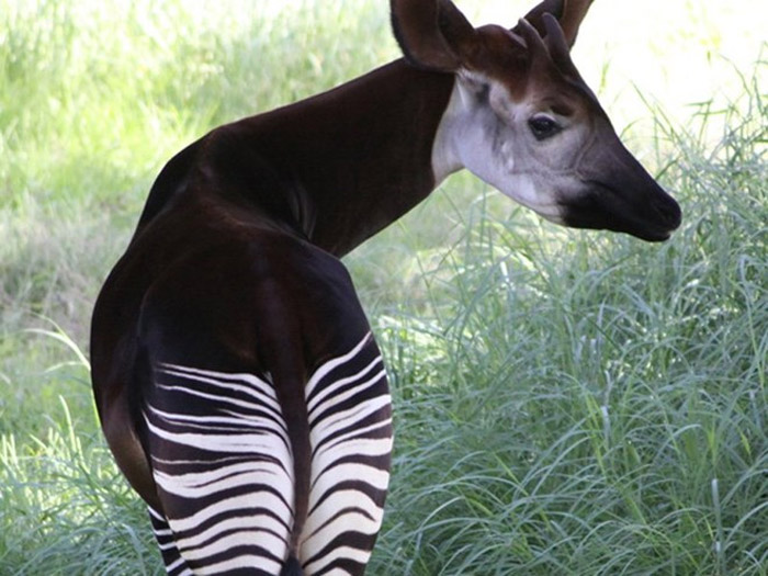 Picture 9 of Listed animals that are shaped like mythical characters