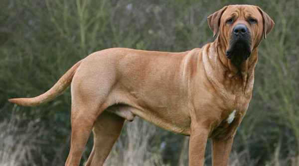 Picture 1 of Listed the most dangerous dogs in the world