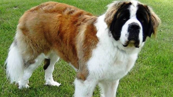 Picture 10 of Listed the most dangerous dogs in the world