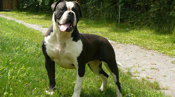 Picture 11 of Listed the most dangerous dogs in the world
