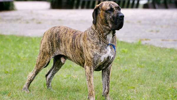Picture 13 of Listed the most dangerous dogs in the world