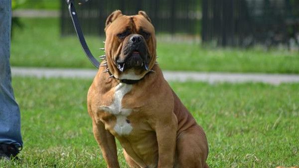 Picture 2 of Listed the most dangerous dogs in the world