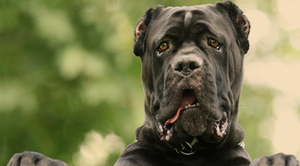 Picture 3 of Listed the most dangerous dogs in the world