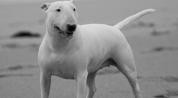 Picture 4 of Listed the most dangerous dogs in the world