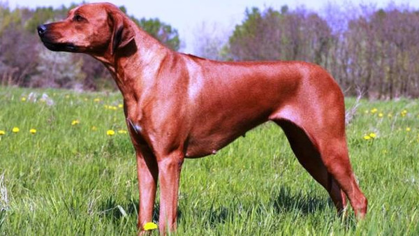Picture 5 of Listed the most dangerous dogs in the world