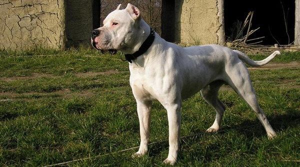Picture 6 of Listed the most dangerous dogs in the world