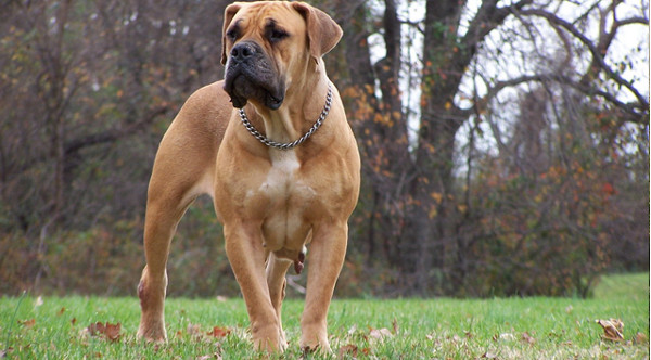 Picture 7 of Listed the most dangerous dogs in the world