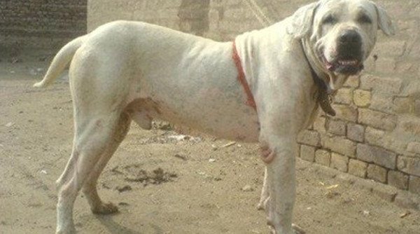 Picture 8 of Listed the most dangerous dogs in the world