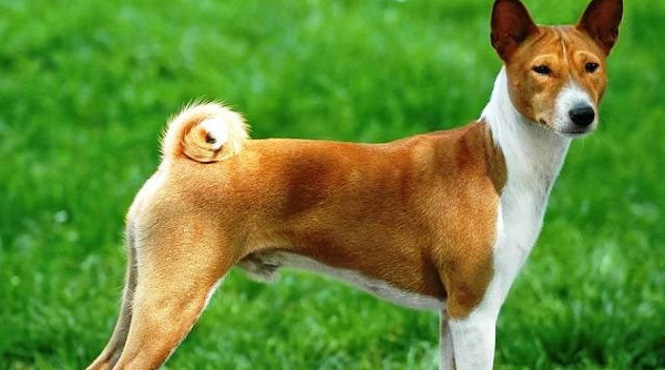 Picture 9 of Listed the most dangerous dogs in the world