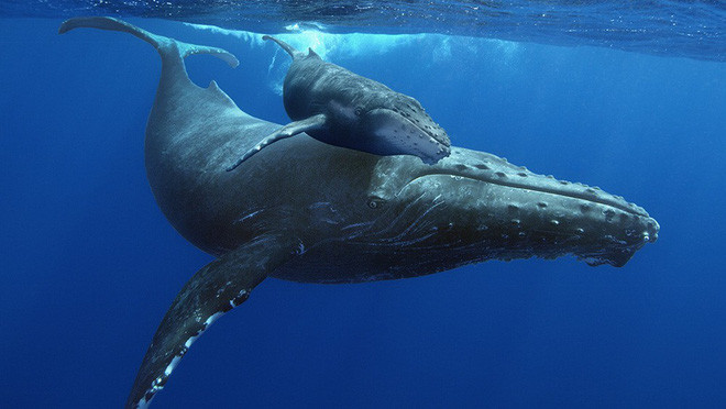 Picture 1 of Listen to the songs that fascinate whale's hearts from the depths of the ocean