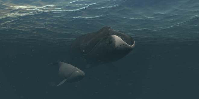 Picture 2 of Listen to the songs that fascinate whale's hearts from the depths of the ocean