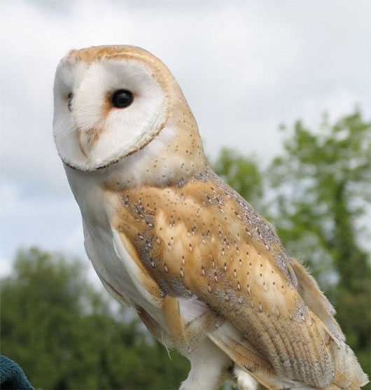 Picture 3 of Listen to the weird 'real voice' of animals