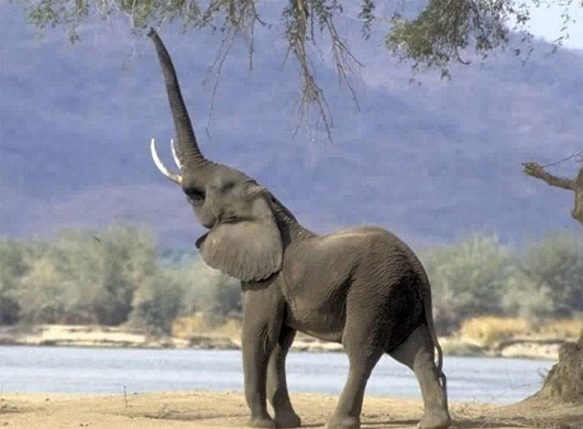 Picture 5 of Listen to the weird 'real voice' of animals