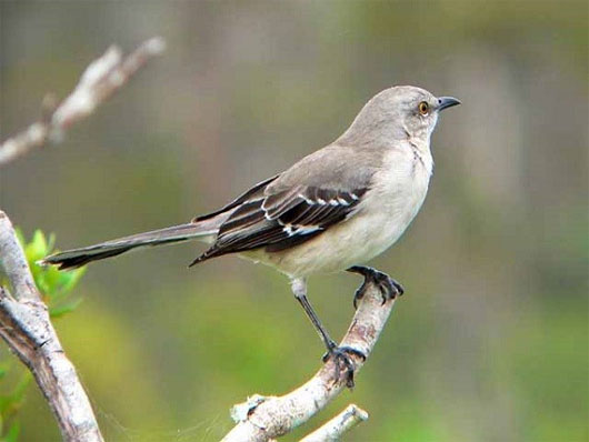 Picture 6 of Listen to the weird 'real voice' of animals