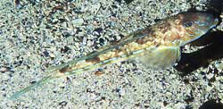 Picture 1 of Little dragon under the sea