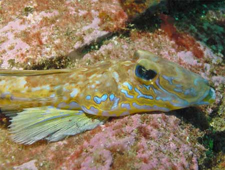 Picture 3 of Little dragon under the sea