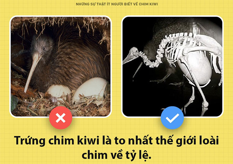 little-known-facts-about-kiwi-birds