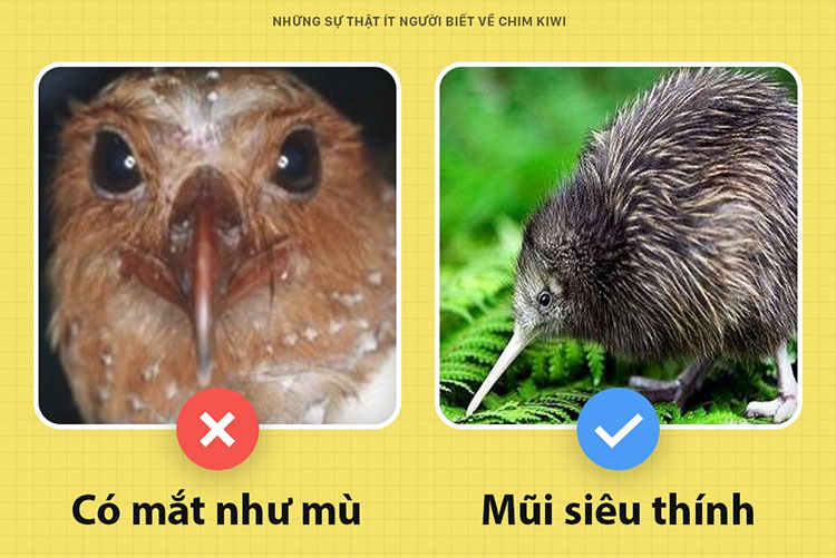Picture 3 of Little known facts about kiwi birds