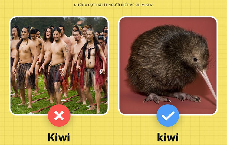 Picture 4 of Little known facts about kiwi birds