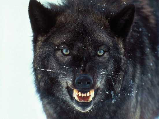 Picture 1 of Little known facts about wolves