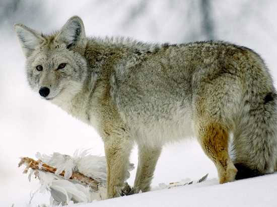 Picture 2 of Little known facts about wolves