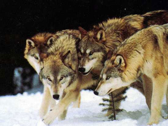 Picture 3 of Little known facts about wolves