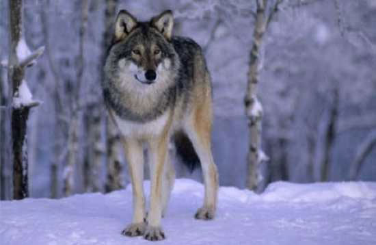Picture 4 of Little known facts about wolves